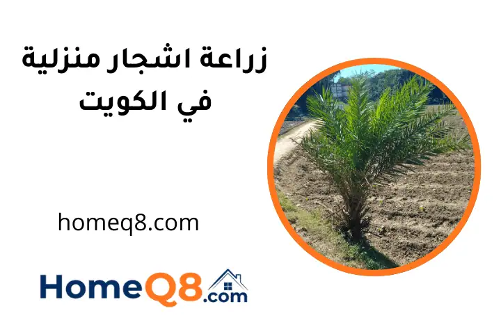 فني زراعة اشجار منزلية