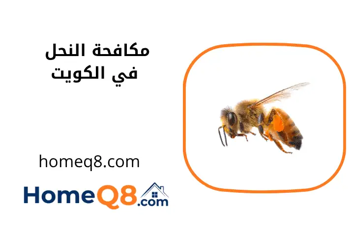 شركة مكافحة النحل بالكويت